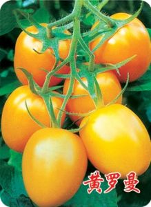 罗曼 西红柿