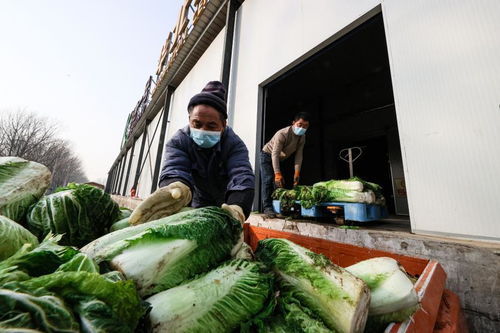 北京大兴 菜篮子 日供应量218吨 战 疫 有保障