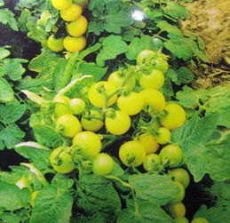 凤鸣雅世批发 盆栽黄小番茄种子1克热卖 基地专供 有机蔬菜种商品大图
